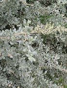 сребрнаст Море Лобода, Медитеранска Салтбусх Биљка фотографија