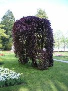 бургундац Заједнички Буква, Европски Букве Биљка фотографија