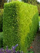 gul Leyland Cypress Växt foto