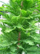 light green Bald Cypress Plant photo