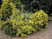 žltý Euonymus Rastlina fotografie