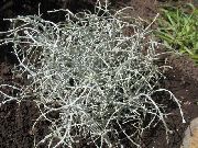sidabrinis Pagalvėlė Krūmas augalas nuotrauka