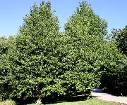 roheline Hõlmikpuu Taim foto