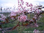 vaaleanpunainen Tuomi, Kirsikkaluumu Puutarhan Kukat kuva