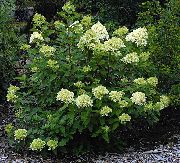 žalias Šluotelės Hortenzija, Medžio Hortenzija Sodo Gėlės nuotrauka
