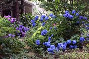 深蓝 常见的绣球花，大叶绣球，绣球法国  照片