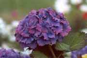vijolična Skupno Hortenzije, Bigleaf Hortenzije, French Hortenzije Vrtne Rože fotografija