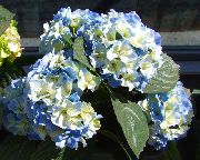 azul claro Hortensias Común, Hortensia De Hoja Ancha, Hortensias Francés Flores del Jardín foto