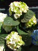 zelen Skupno Hortenzije, Bigleaf Hortenzije, French Hortenzije Vrtne Rože fotografija