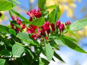 red Tatarian honeysuckle Garden Flowers photo