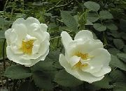 baltas Rosa Sodo Gėlės nuotrauka