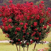 červená Krep Myrta Zahradní květiny fotografie