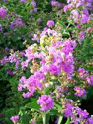 ライラック サルスベリ、クレープミルテ 庭の花 フォト