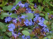 tamsiai mėlyna Leadwort, Hardy Mėlyna Plumbago Sodo Gėlės nuotrauka