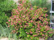ružový Escallonia Záhradné Kvety fotografie