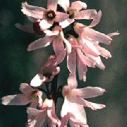rožnat Bela Forsythia, Korejski Abelia Vrtne Rože fotografija