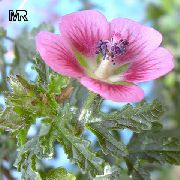 fotoğraf Cape Ebegümeci çiçek