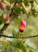 foto Spindle Tree Flor