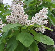 biela Južnej Katalpa, Catawba, Indická Fazuľa Strom Záhradné Kvety fotografie