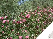 rožinis Oleander Sodo Gėlės nuotrauka