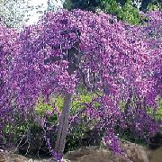 紫丁香  园林花卉 照片