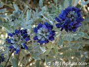 მუქი ლურჯი  ბაღის ყვავილები ფოტო