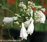 biela  Záhradné Kvety fotografie