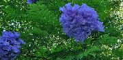 浅蓝  园林花卉 照片