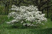 biela  Záhradné Kvety fotografie