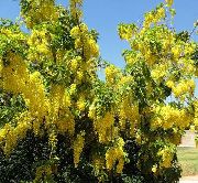 žltý Zlatý Dážď, Zlatý Reťaz Stromu Záhradné Kvety fotografie