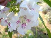 baltas  Sodo Gėlės nuotrauka