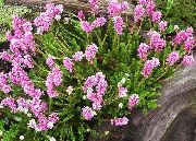 ვარდისფერი Spike Heath ბაღის ყვავილები ფოტო