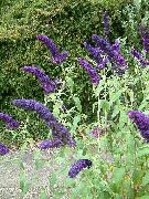 dark blue Butterfly Bush, Summer Lilac Garden Flowers photo