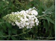 bílá Motýl Bush, Letní Šeřík Zahradní květiny fotografie
