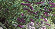 púrpura Arbusto De Mariposa, Lila De Verano Flores del Jardín foto