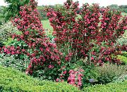 წითელი Weigela ბაღის ყვავილები ფოტო