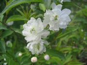 hvit Cerasus Grandulosa Hage Blomster bilde