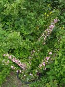 ピンク Cerasus Grandulosa 庭の花 フォト