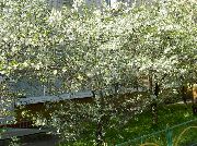 თეთრი არაჟნის, ტორტი ალუბლის ბაღის ყვავილები ფოტო