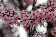 粉红色 酸樱桃，樱桃馅饼 园林花卉 照片