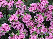粉红色 石南属 园林花卉 照片