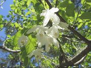fotoğraf beyaz çiçek Silverbell, Kardelen Ağaç, 