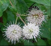 kuva valkoinen Kukka Buttonbush, Hunaja Kelloja, Honeyball, Painike Paju