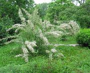 white Tamarisk, Athel tree, Salt Cedar Garden Flowers photo