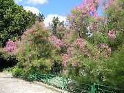 kuva vaaleanpunainen Kukka Tamariskipuun, Athel Puu, Suola Setri