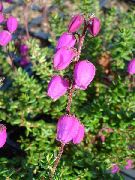 ροζ Irish Υγεία, St. Υγεία Dabeoc Του λουλούδια στον κήπο φωτογραφία