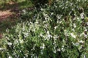 hvit Irish Heia, St. Dabeoc Lyng Hage Blomster bilde