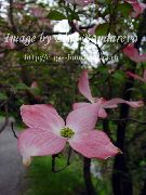 foto Asiatischer Blüten-Hartriegel, Hartriegel Chinesisch, Japanisch Hartriegel Blume