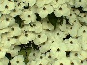 fotoğraf beyaz çiçek Kousa Kızılcık, Kızılcık Çince, Japon Kızılcık