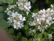 photo Blackberry, Bramble Flower